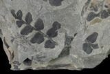 Pennsylvanian Fossil Fern (Sphenopteris) Plate - Kentucky #143712-2
